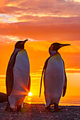 King penguins (Aptenodytes patagonicus) at sunrise on South Georgia Island, Southern Ocean, Polar Regions