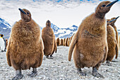 Königspinguine (Aptenodytes patagonicus) im Flaumgefieder (Okum-Jungen) auf der Insel Südgeorgien,Polargebiete