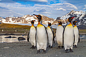 King penguin (Aptenodytes patagonicus) breeding and nesting colony on South Georgia Island, Southern Ocean, Polar Regions