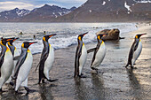 King penguin (Aptenodytes patagonicus) breeding and nesting colony on South Georgia Island, Southern Ocean, Polar Regions