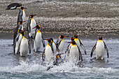 King penguin (Aptenodytes patagonicus) breeding and nesting colony on South Georgia Island, Southern Ocean, Polar Regions