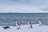 Chinstrap penguins (Pygoscelis antarctica) ashore at Useful Island, Antarctica, Polar Regions