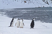 Zügelpinguine (Pygoscelis antarctica) an Land auf Useful Island,Antarktis,Polargebiete