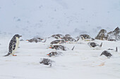 Adeliepinguin (Pygoscelis adeliae) im Schneesturm bei Brown Bluff auf der Antarktischen Halbinsel im Weddellmeer,Antarktis,Polargebiete