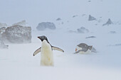 Adeliepinguine (Pygoscelis adeliae) im Schneesturm bei Brown Bluff auf der Antarktischen Halbinsel im Weddellmeer,Antarktis,Polargebiete