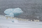 Adeliepinguine (Pygoscelis adeliae) im Schneesturm bei Brown Bluff auf der Antarktischen Halbinsel im Weddellmeer,Antarktis,Polargebiete