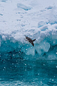 Adeliepinguin (Pygoscelis adeliae) auf dem Eis bei Devil Island im Weddellmeer nahe der Antarktischen Halbinsel,Antarktis,Polargebiete