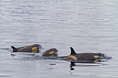 Eine kleine Gruppe von Typ-B-Killerwalen (Orcinus nanus) vor der Duse Bay im Weddellmeer,Antarktis,Polargebiete