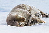 Adult Weddell seal (Leptonychotes weddellii) hauled out on ice near the Antarctic Peninsula, Antarctica, Polar Regions