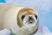 Krabbenfresserrobbe (Lobodon carcinophaga) auf einer Eisscholle nahe der Antarktischen Halbinsel,Antarktis,Polargebiete