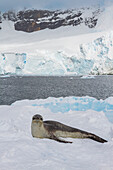 Ausgewachsenes Leopardenrobbenweibchen (Hydrurga leptonyx) auf einer Eisscholle in der Kayak Cove auf Brabant Island,Antarktis,Polarregionen