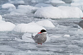 Antarktische Seeschwalbe (Sterna vittata) im Brucheis nahe der Antarktischen Halbinsel,Antarktis,Südlicher Ozean,Polargebiete