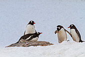 Eselspinguin (Pygoscelis papua) nistende Kolonie am Jougla Point auf Wiencke Island,Antarktis,Südlicher Ozean,Polargebiete