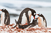 Eselspinguin (Pygoscelis papua) beim Paarungsverhalten am Jougla Point auf Wiencke Island,Antarktis,Südlicher Ozean,Polargebiete