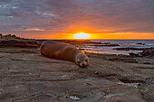 Galapagos sea lion (Zalophus wollebaeki) resting on lava at sunset in the Galapagos Island Archipelago, UNESCO World Heritage Site, Ecuador, South America