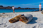 Galapagos-Seelöwen (Zalophus wollebaeki) am Strand im Galapagos-Inselarchipel,UNESCO-Weltnaturerbe,Ecuador,Südamerika