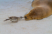 Galapagos-Seelöwen-Welpe (Zalophus wollebaeki) und neugieriger Vogel,Galapagos-Inselarchipel,UNESCO-Welterbe,Ecuador,Südamerika