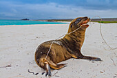 Galapagos-Seelöwen-Welpe (Zalophus wollebaeki) im Galapagos-Inselarchipel,UNESCO-Welterbe,Ecuador,Südamerika