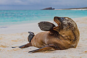 Galapagos-Seelöwen-Welpe (Zalophus wollebaeki) im Galapagos-Inselarchipel,UNESCO-Welterbe,Ecuador,Südamerika