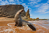 Galapagos-Seelöwen (Zalophus wollebaeki) am Strand im Galapagos-Inselarchipel,UNESCO-Weltnaturerbe,Ecuador,Südamerika