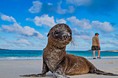 Galapagos-Seelöwen-Welpe (Zalophus wollebaeki) im Galapagos-Inselarchipel,UNESCO-Welterbe,Ecuador,Südamerika