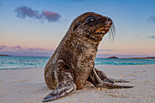 Galapagos-Seelöwen-Welpe (Zalophus wollebaeki) im Galapagos-Inselarchipel,UNESCO-Welterbe,Ecuador,Südamerika