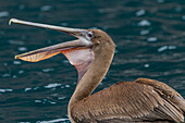 Junger Galapagos-Braunpelikan (Pelecanus occidentalis urinator),kleinste Pelikanart der Welt,bei der Nahrungsaufnahme im Galapagos-Inselarchipel,UNESCO-Welterbe,Ecuador,Südamerika