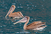 Junger Galapagos-Braunpelikan (Pelecanus occidentalis urinator),kleinste Pelikanart der Welt,bei der Nahrungsaufnahme im Galapagos-Inselarchipel,UNESCO-Welterbe,Ecuador,Südamerika