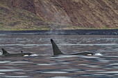 Eine kleine Gruppe von Schwertwalen (Orcinus orca) vor der Westküste der Insel Isabela im Galapagos-Inselarchipel,UNESCO-Welterbe,Ecuador,Südamerika