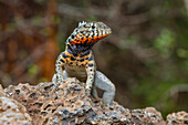 Lava lizard (Microlophus spp) in the Galapagos Island Archipelago, UNESCO World Heritage Site, Ecuador, South America