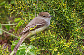 Erwachsener Galapagos-Fliegenschnäpper (Myiarchus magnirostris) im Galapagos-Inselarchipel,UNESCO-Welterbe,Ecuador,Südamerika