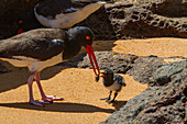 Adult American oystercatcher (Haematopus palliatus galapagensis) feeding chick along the shoreline on Bartolome Island in the Galapagos Island Group, UNESCO World Heritage Site, Ecuador, South America