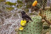 Ausgewachsener Kaktusfink (Geospiza scandens),eine der 15 Arten der Darwinfinken,auf der Insel Santa Cruz,Galapagos-Inselarchipel,UNESCO-Weltnaturerbe,Ecuador,Südamerika