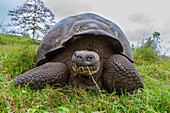 Wild Galapagos giant tortoise (Geochelone elephantopus) feeding on the upslope grasslands of Santa Cruz Island, Galapagos, UNESCO World Heritage Site, Ecuador, South America