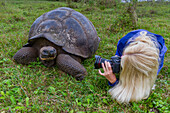 Tourist photographing a wild Galapagos giant tortoise (Geochelone elephantopus) feeding on the upslope grasslands of Santa Cruz Island, Galapagos, UNESCO World Heritage Site, Ecuador, South America