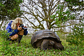 Tourist photograhing a wild Galapagos giant tortoise (Geochelone elephantopus) feeding on the upslope grasslands of Santa Cruz Island, Galapagos, UNESCO World Heritage Site, Ecuador, South America