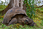 Wild Galapagos giant tortoise (Geochelone elephantopus) feeding on the upslope grasslands of Santa Cruz Island, Galapagos, UNESCO World Heritage Site, Ecuador, South America