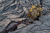 The endemic lava cactus (Brachycereus spp) cactus growing in the Galapagos Island Archipelago, UNESCO World Heritage Site, Ecuador, South America