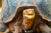 Captive Galapagos giant tortoise (Geochelone elephantopus) at the Charles Darwin Research Station, Galapagos, UNESCO World Heritage Site, Ecuador, South America