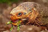 Gefangene Galapagos-Riesenschildkröte (Geochelone elephantopus) in der Charles Darwin Research Station,Galapagos,UNESCO-Welterbe,Ecuador,Südamerika