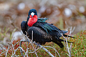 Männlicher Fregattvogel (Fregata minor) im Brutkleid im Galapagos-Inselarchipel,UNESCO-Welterbe,Ecuador,Südamerika