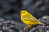 Ausgewachsener männlicher Gelbspötter (Dendroica petechia aureola) im Galapagos-Inselarchipel,UNESCO-Weltnaturerbe,Ecuador,Südamerika