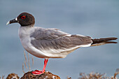 Erwachsene Schwalbenschwanzmöwe (Creagrus furcatus) auf der Insel Espanola im Galapagos-Inselarchipel,UNESCO-Welterbe,Ecuador,Südamerika