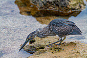 Galapagos-Reiher (Butorides sundevalli) beim Fischen an der Lavaküste auf den Galapagos-Inseln,UNESCO-Welterbe,Ecuador,Südamerika