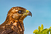 Junger Galapagos-Falke (Buteo galapagoensis) im Galapagos-Inselarchipel,UNESCO-Welterbe,Ecuador,Südamerika