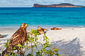 Junger Galapagos-Falke (Buteo galapagoensis) im Galapagos-Inselarchipel,UNESCO-Weltnaturerbe,Ecuador,Südamerika