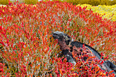 The endemic Galapagos marine iguana (Amblyrhynchus cristatus) on Espanola Island in the Galapagos Islands, UNESCO World Heritage Site, Ecuador, South America