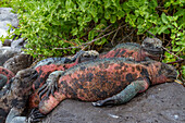 The endemic Galapagos marine iguana (Amblyrhynchus cristatus) on Espanola Island in the Galapagos Islands, UNESCO World Heritage Site, Ecuador, South America