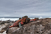 The endemic Galapagos marine iguana (Amblyrhynchus cristatus) on Espanola Island in the Galapagos Islands, UNESCO World Heritage Site, Ecuador, South America