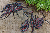 The endemic Galapagos marine iguana (Amblyrhynchus cristatus) on Espanola Island in the Galapagos Islands, UNESCO World Heritage Site, Ecuador, South America